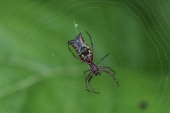 Micrathena swainsoni