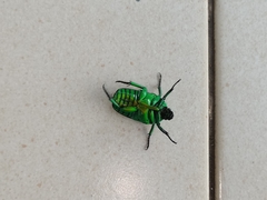 Heterorrhina sexmaculata