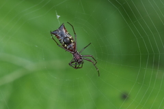 Micrathena swainsoni