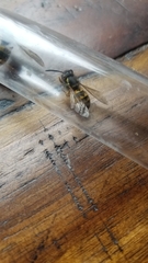 Vespula alascensis