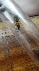 Vespula alascensis