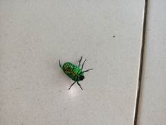 Heterorrhina sexmaculata