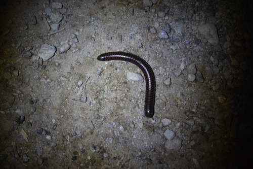 iNaturalist observation photo of Tylobolus