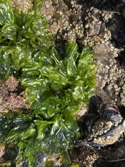 Ulva californica