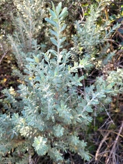 Olearia moschata