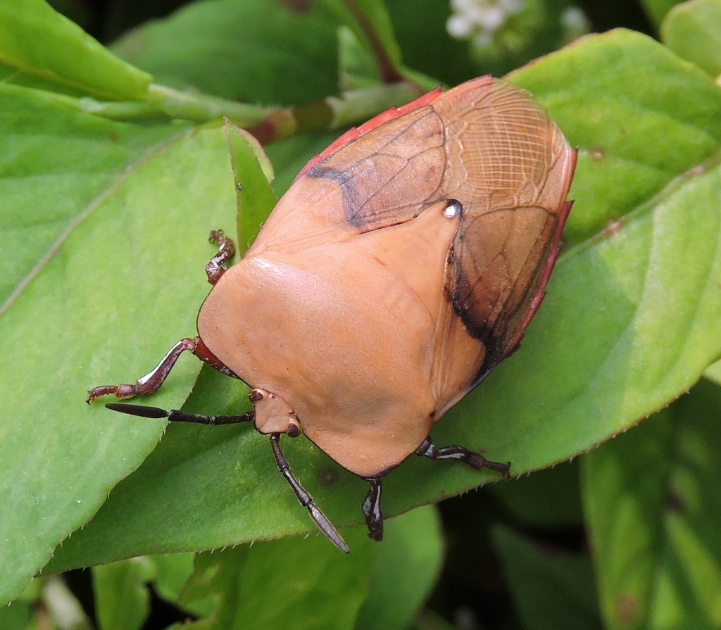Tessaratoma quadrata