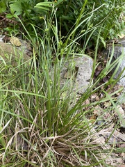 Carex jamesii