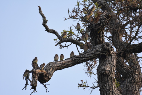 iNaturalist observation photo of Cedar Waxwing