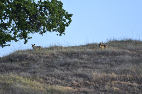 iNaturalist observation photo of Coyote