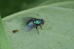 Lucilia eximia