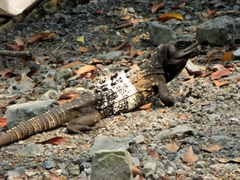 Ctenosaura oedirhina