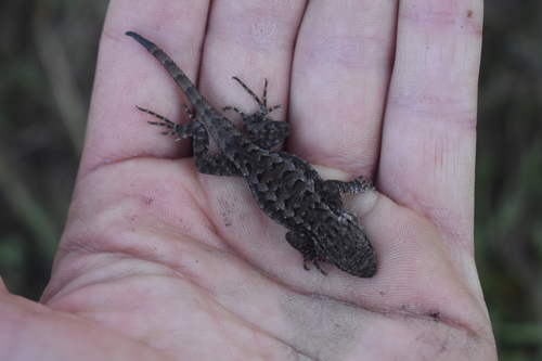 iNaturalist observation photo of Western Fence Lizard
