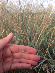 Chaetorellia succinea