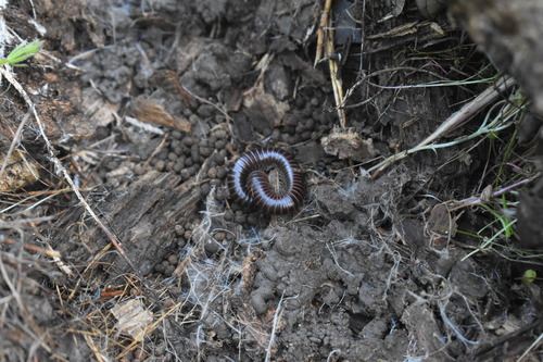 iNaturalist observation photo of Tylobolus