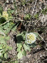 Micranthes rhomboidea