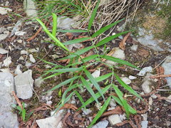 Lathyrus vernus gracilis