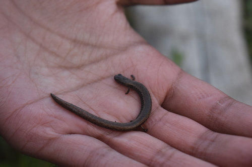 iNaturalist observation photo of California Slender Salamander