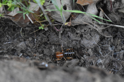 iNaturalist observation photo of North American Jerusalem Crickets