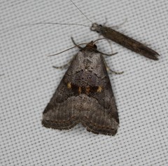 Hyperstrotia flaviguttata
