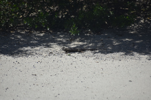 iNaturalist observation photo of Western Fence Lizard