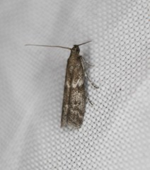 Eurythmia angulella