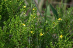 Hypericum fasciculatum