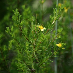 Hypericum fasciculatum