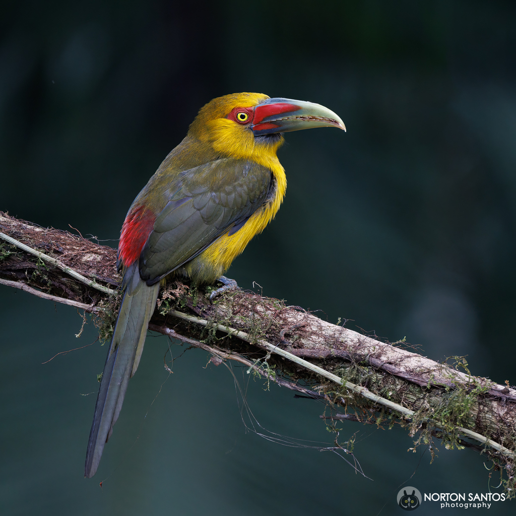 Saffron Toucanet photo
