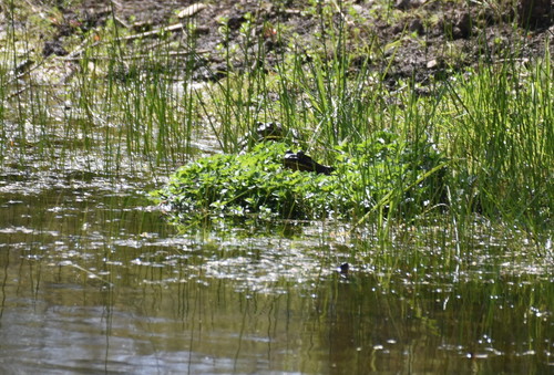 iNaturalist observation photo of American Bullfrog