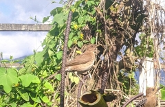 Turdus ignobilis