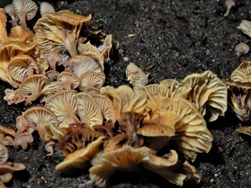 Xeromphalina podocarpi image