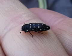 Acmaeodera degener