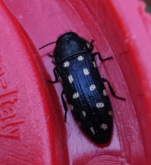 Acmaeodera degener