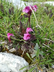 Pedicularis rostratocapitata