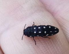 Acmaeodera degener