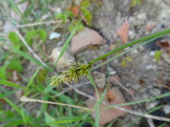 Carex spicata