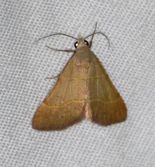 Hemeroplanis rectalis