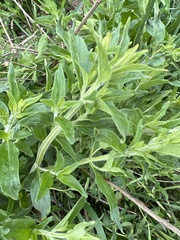 Pycnanthemum verticillatum