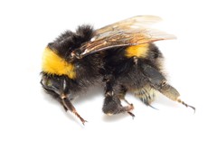 Bombus terrestris dalmatinus