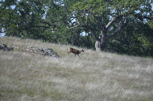 iNaturalist observation photo of Mule Deer