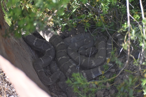 iNaturalist observation photo of Northern Pacific Rattlesnake