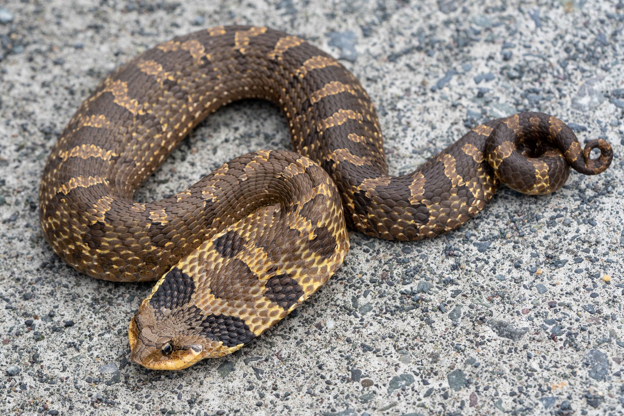 Eastern Hog-nosed Snake  State of Tennessee, Wildlife Resources