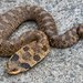Eastern Hognose Snake - Photo (c) evangrimes, some rights reserved (CC BY), uploaded by evangrimes