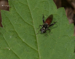 Xylota bicolor