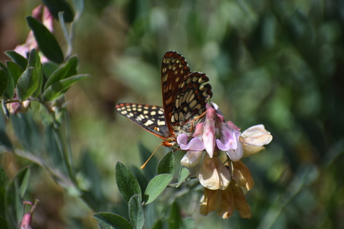 iNaturalist observation photo of Variable Checkerspot