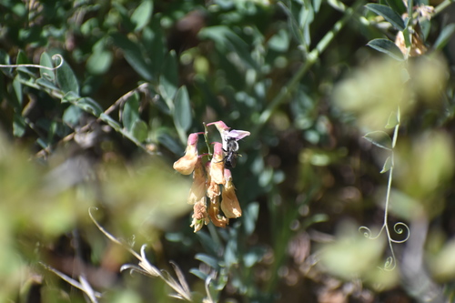 iNaturalist observation photo of Bees