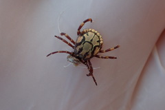 Amblyomma hebraeum
