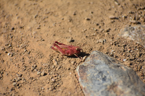iNaturalist observation photo of Painted Meadow Grasshopper