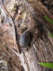 Angustonicus