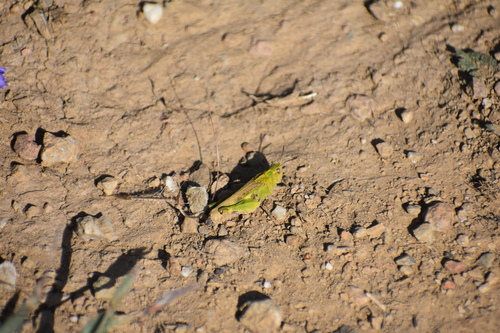iNaturalist observation photo of Painted Meadow Grasshopper